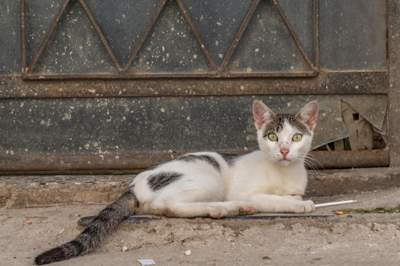 Los animales en la calle  Havana & Vinales.